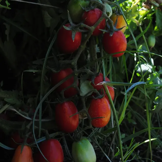 Lavoro di ri.creativo per Cumadoro, Azienda agricola · Campi Flegrei